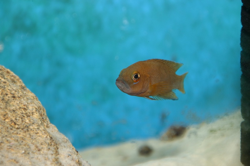 Neolamprologus niger 'Kiriza'